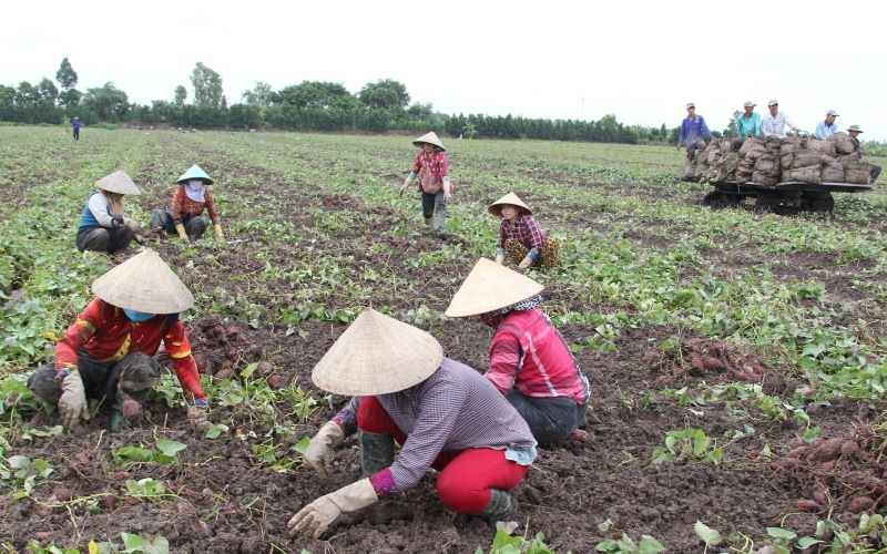 Tại sao “Thủ phủ” khoai lang miền Tây quay lưng lại với cây trồng này? (29/06/2022)